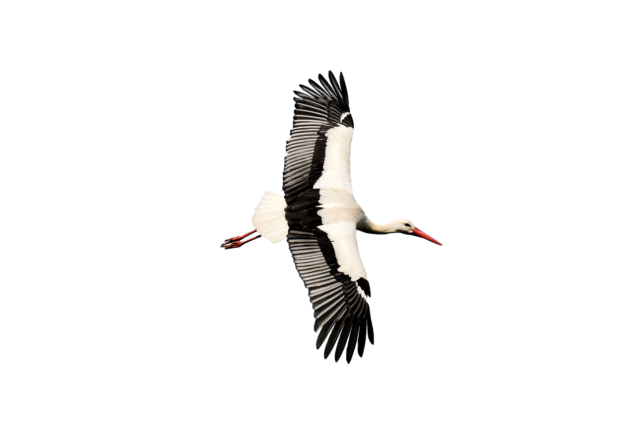 stork  transparent  rattle stork free photo
