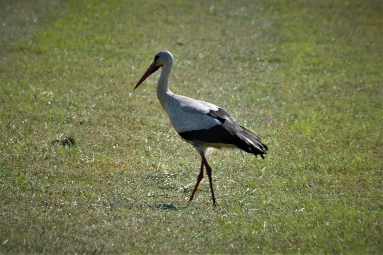 stork  field  rattle stork free photo