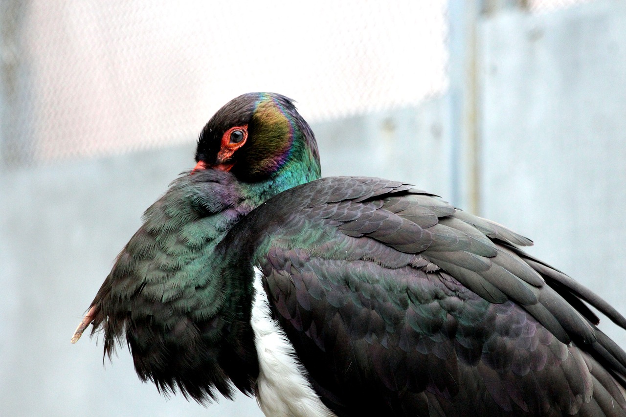 stork  black stork  bird free photo