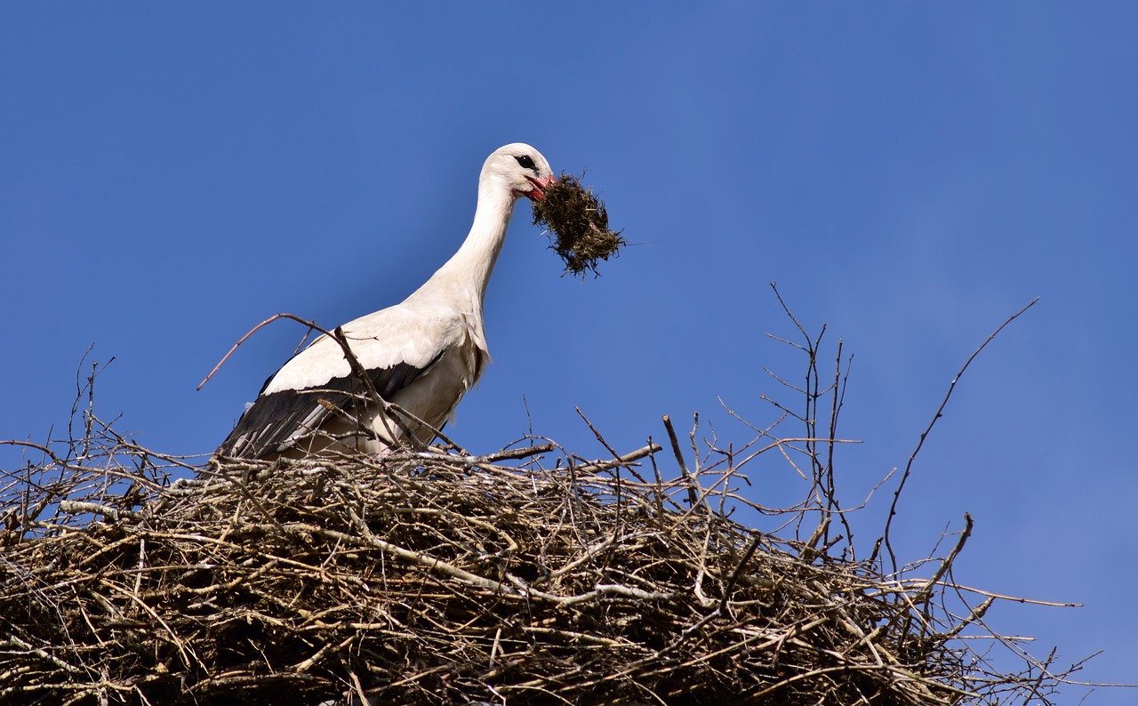 stork  nest  bird free photo