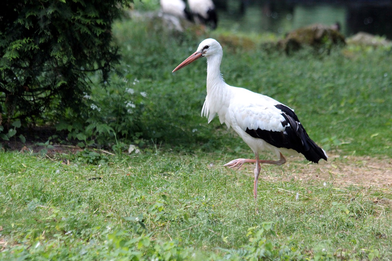 stork  white stork  bird free photo