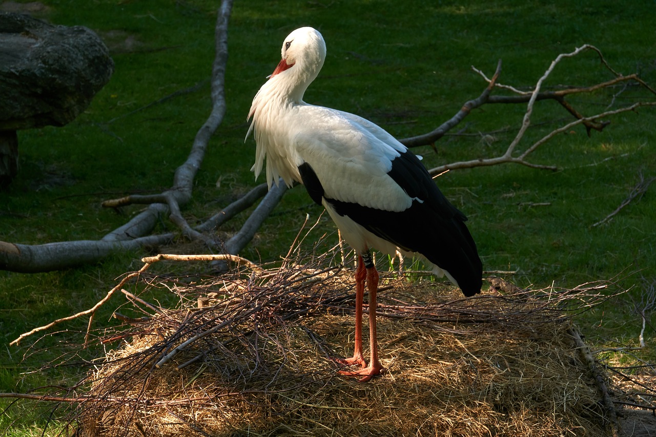 stork  bird  rattle stork free photo