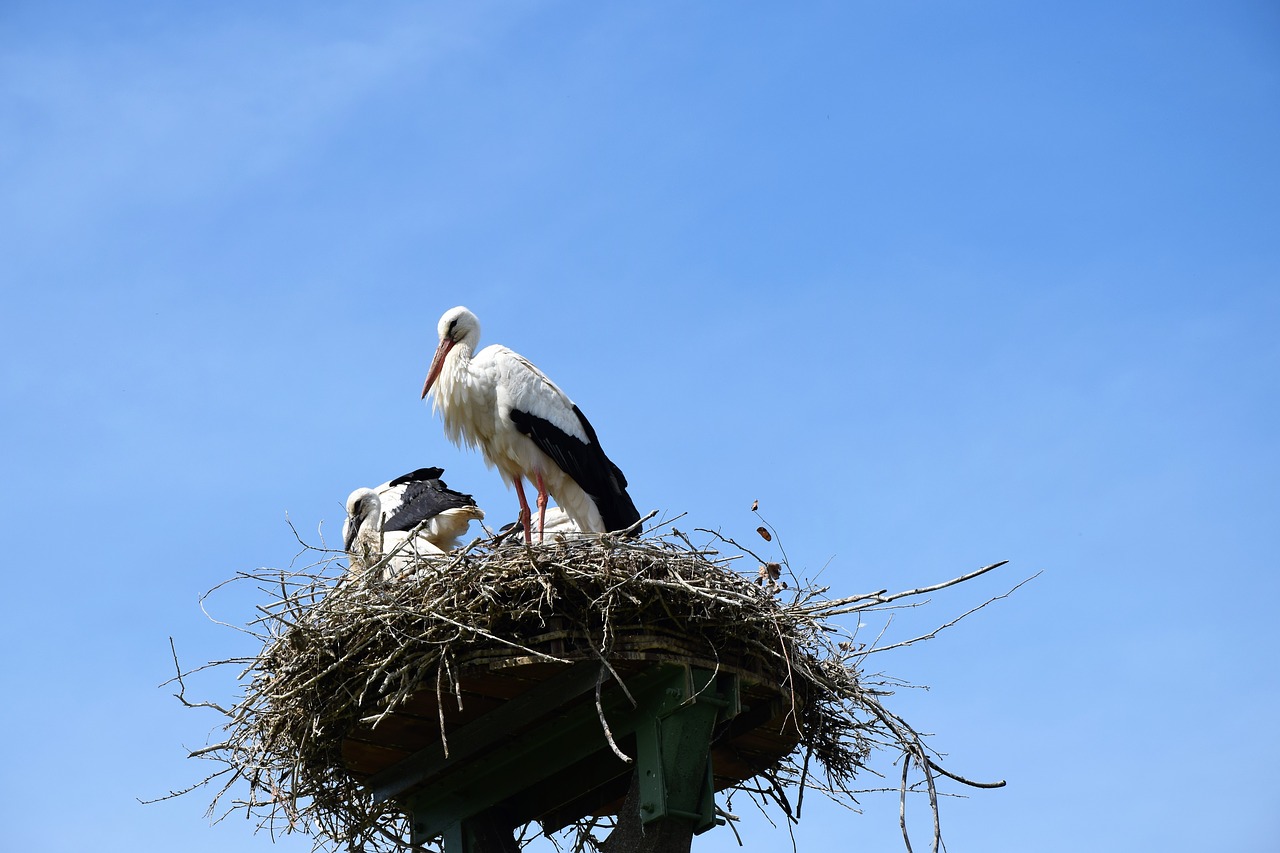 stork  nest  stork's nest free photo