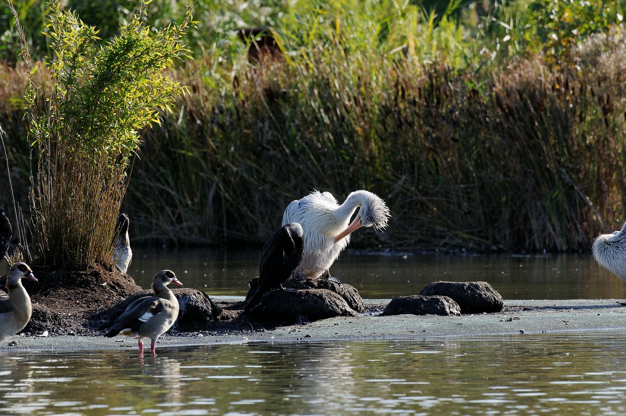 stork preening waters free photo