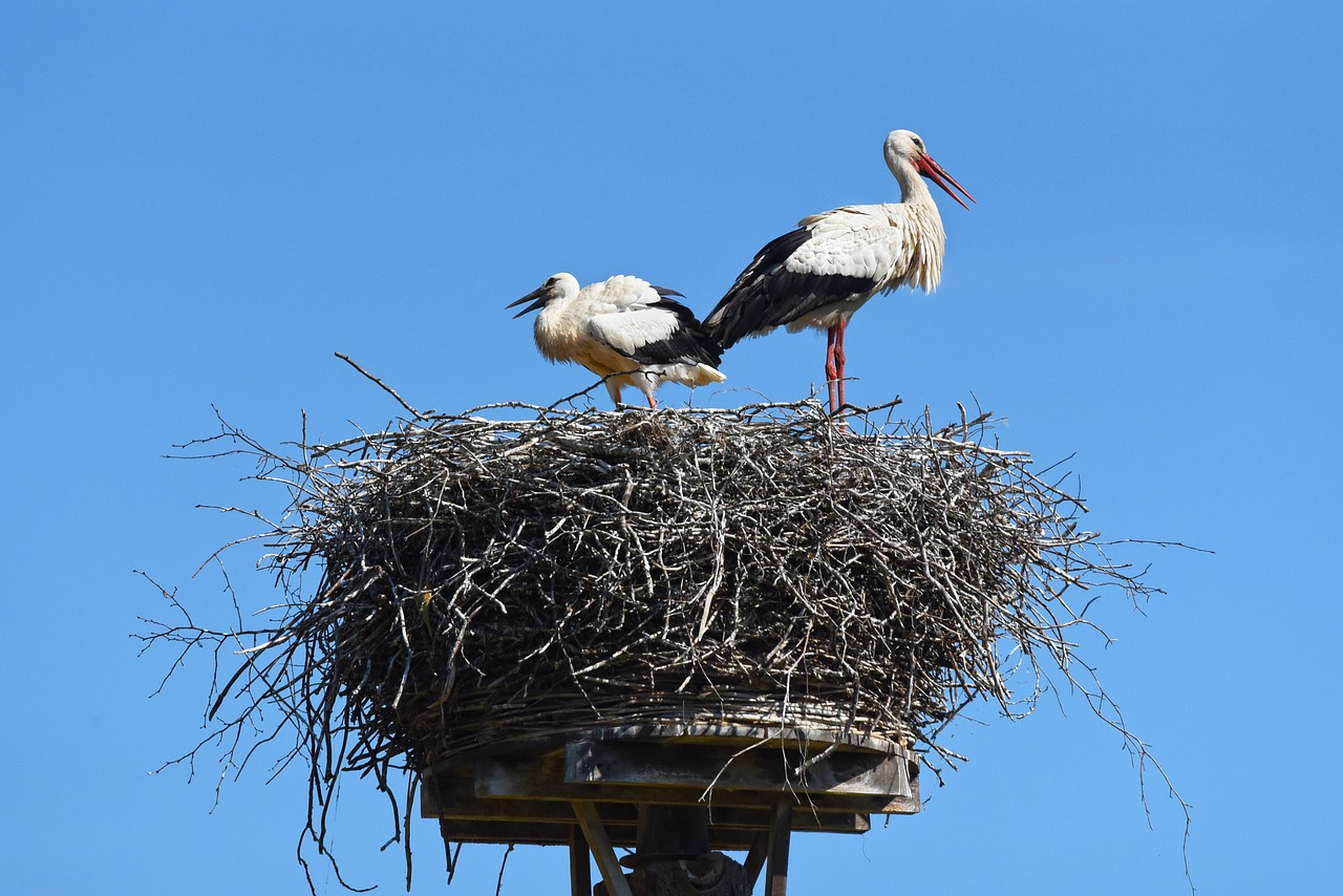 stork  bird  young free photo