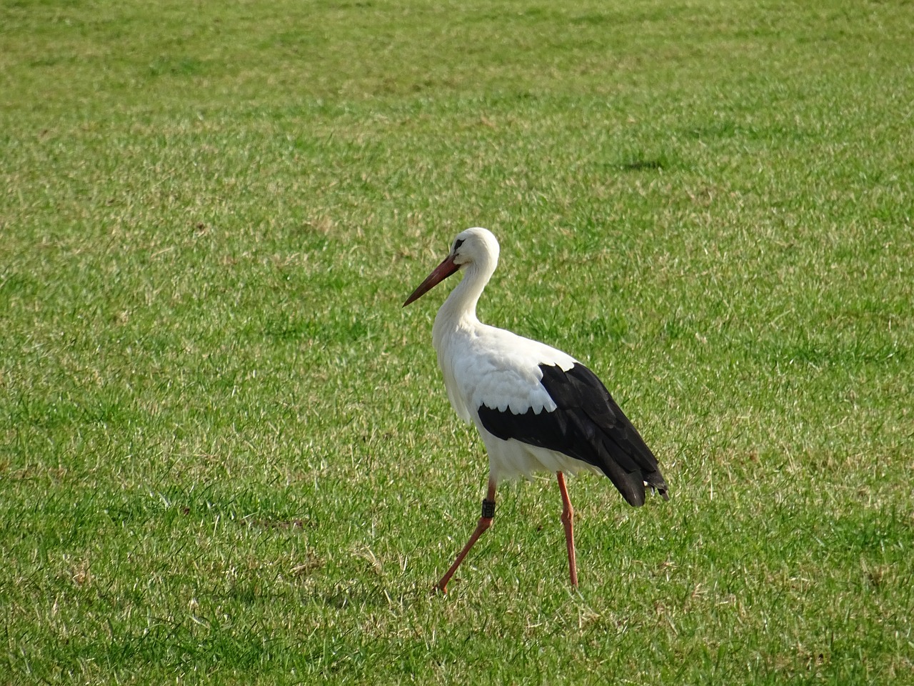 stork  nature  wildfowl free photo