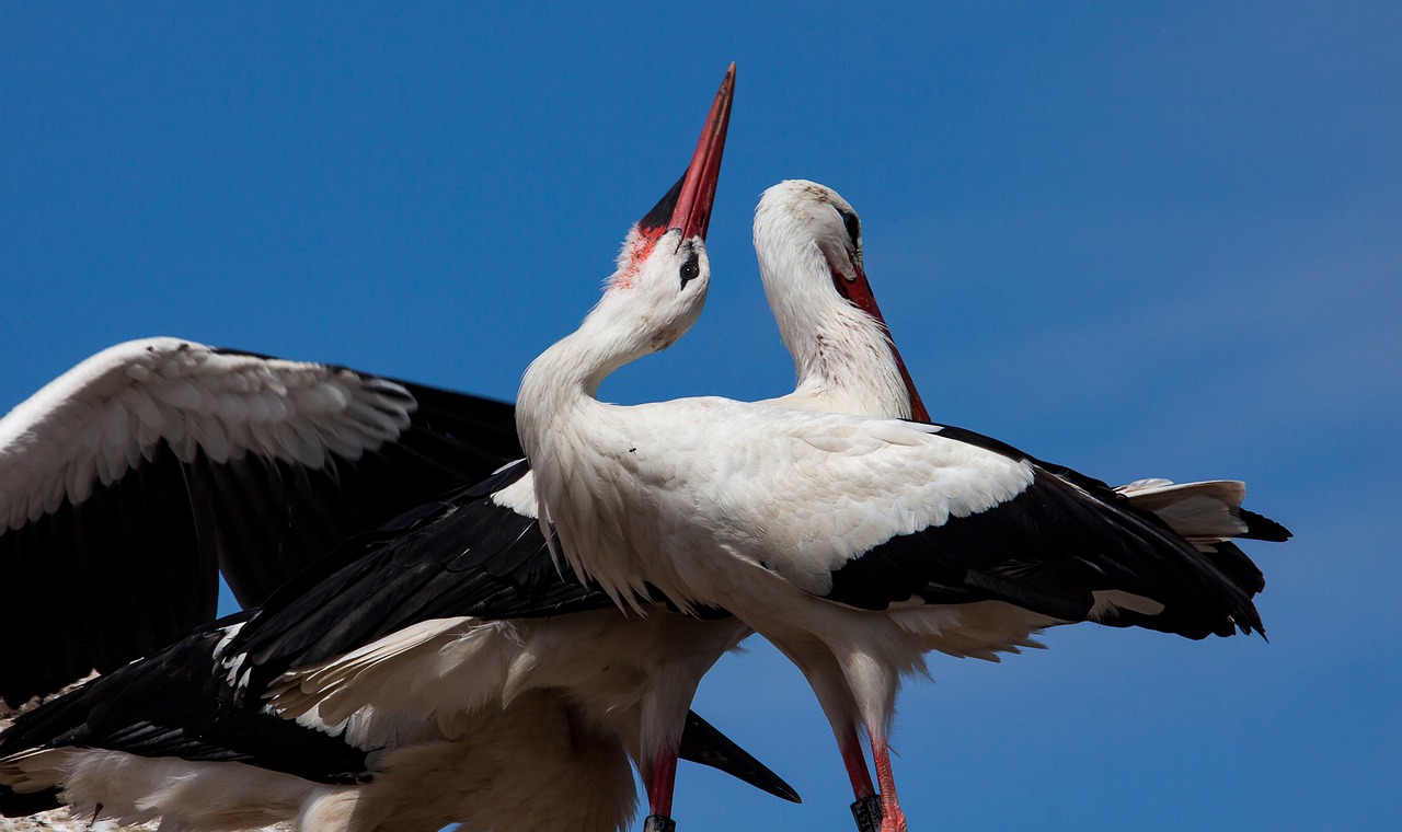 stork  storks  bird free photo