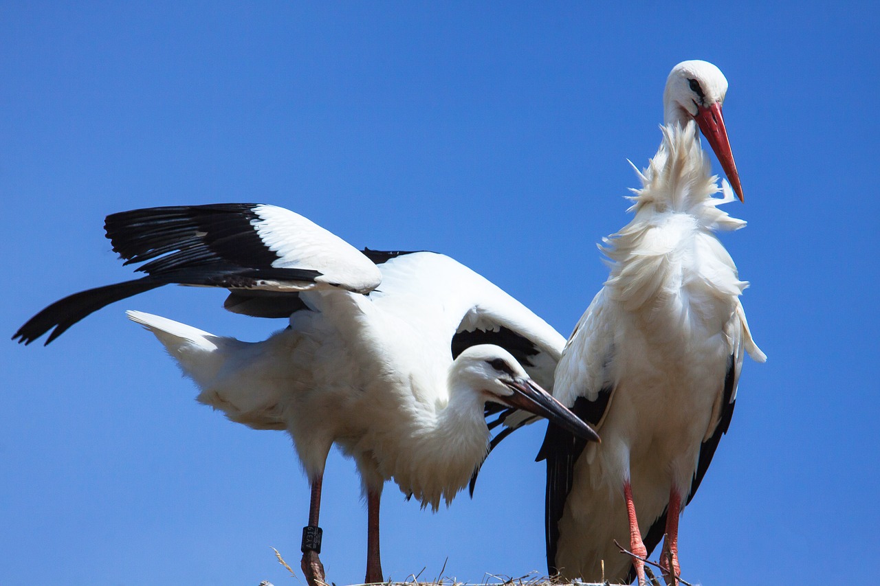 stork  storks  bird free photo