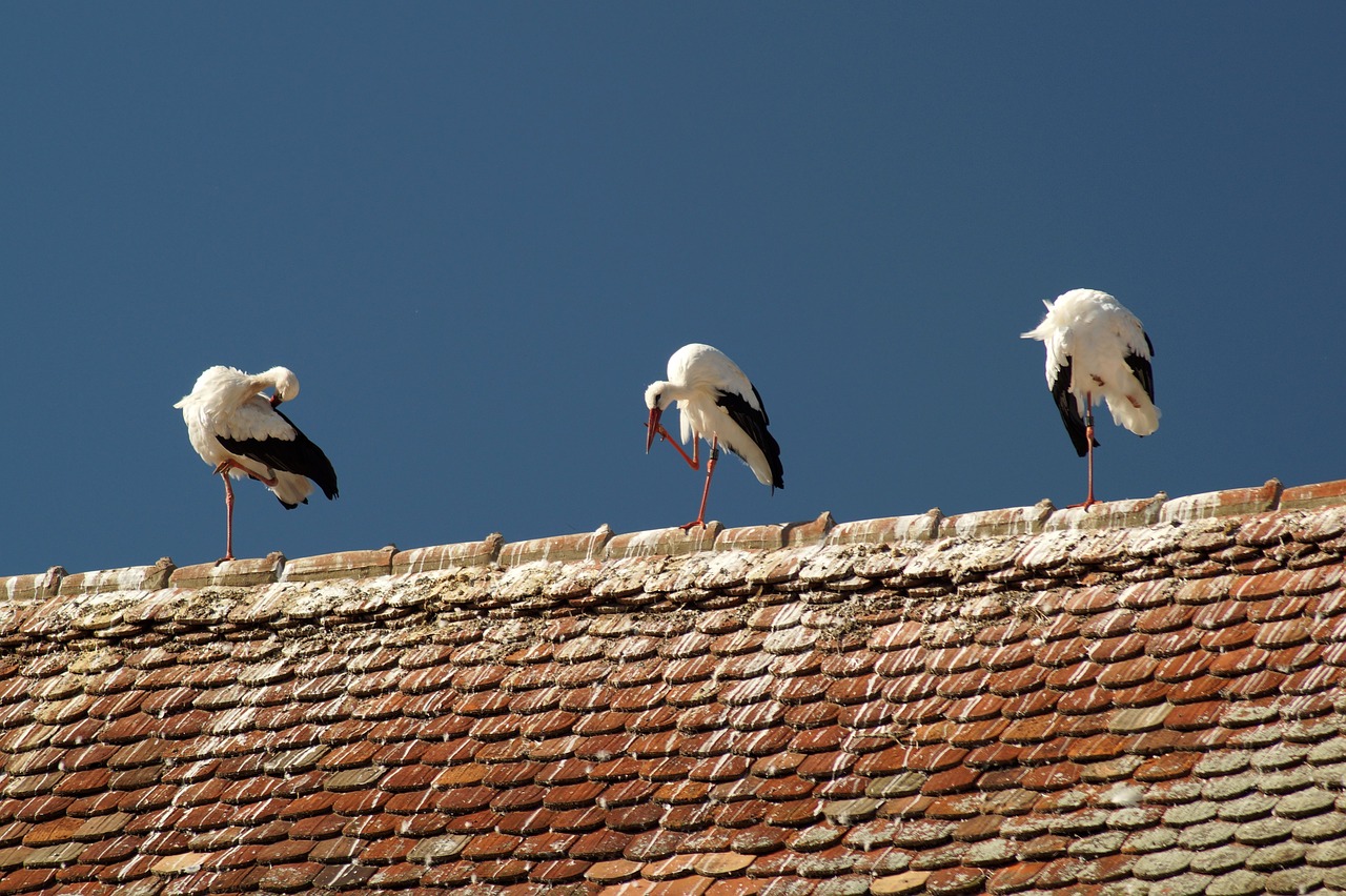 stork  bird  storks free photo