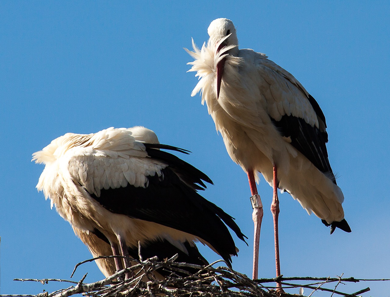 stork  storks  animal free photo
