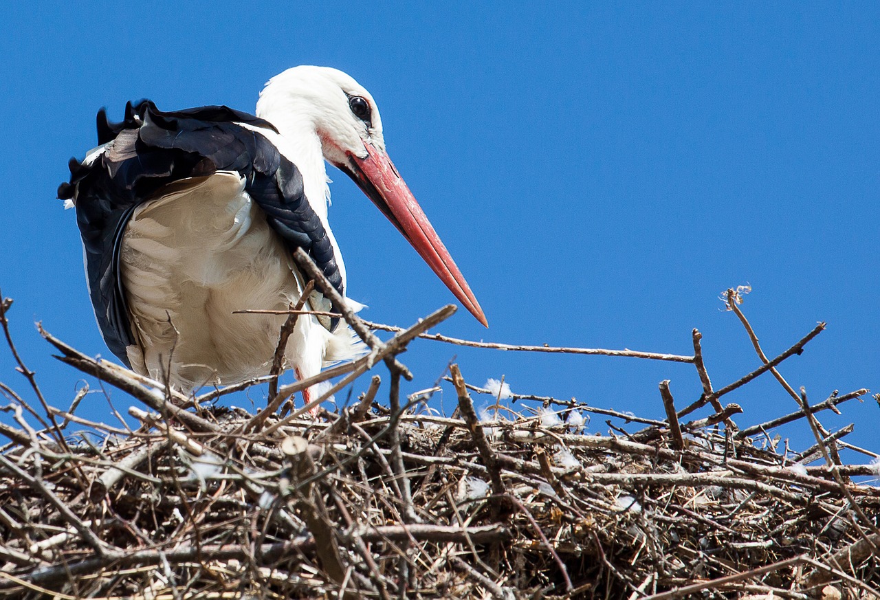 stork  animal  rattle stork free photo