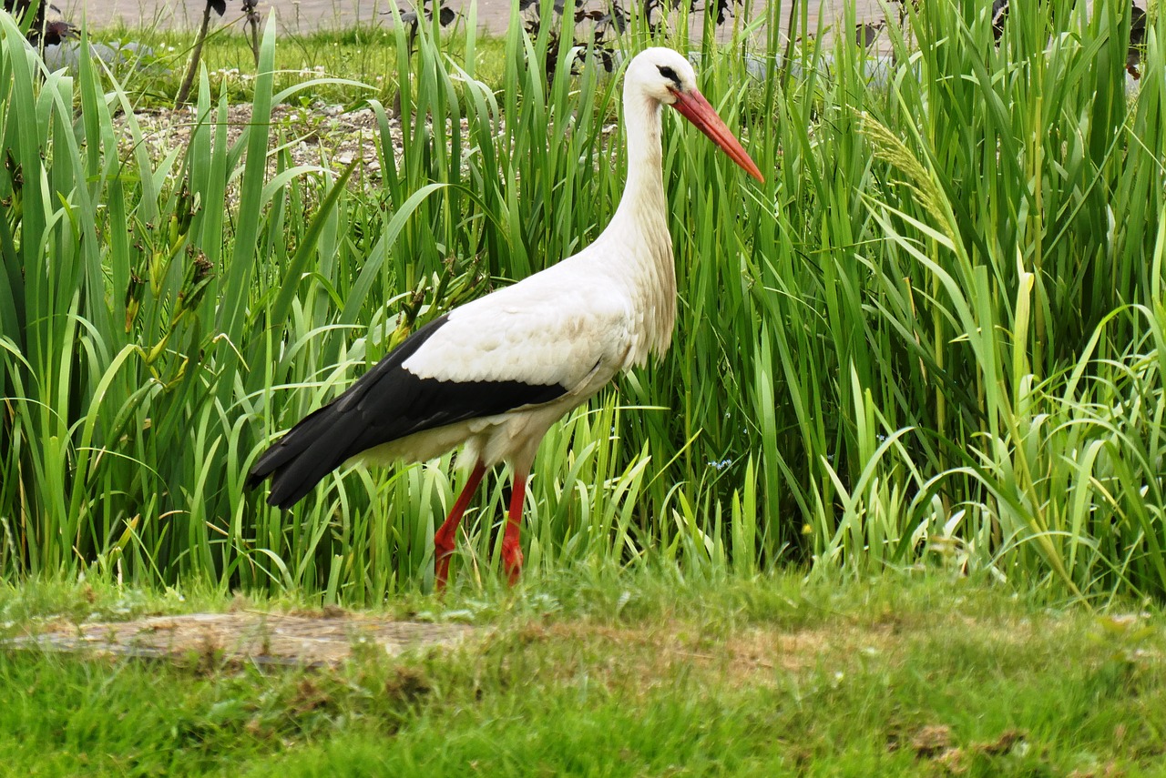 stork  ditch  netherlands free photo