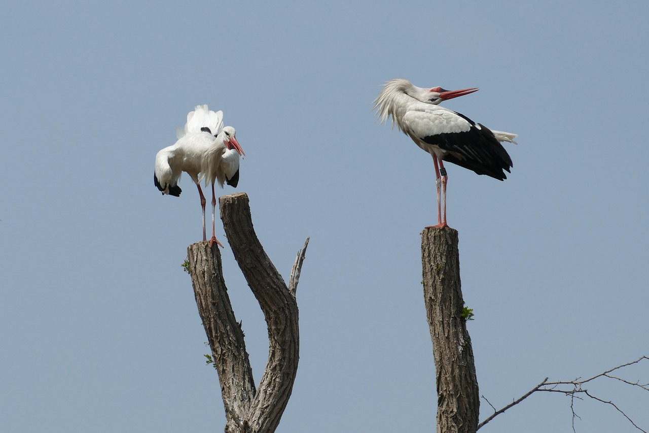 stork  uiver  flutter free photo