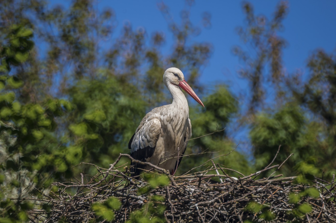 stork  nest  storchennest free photo