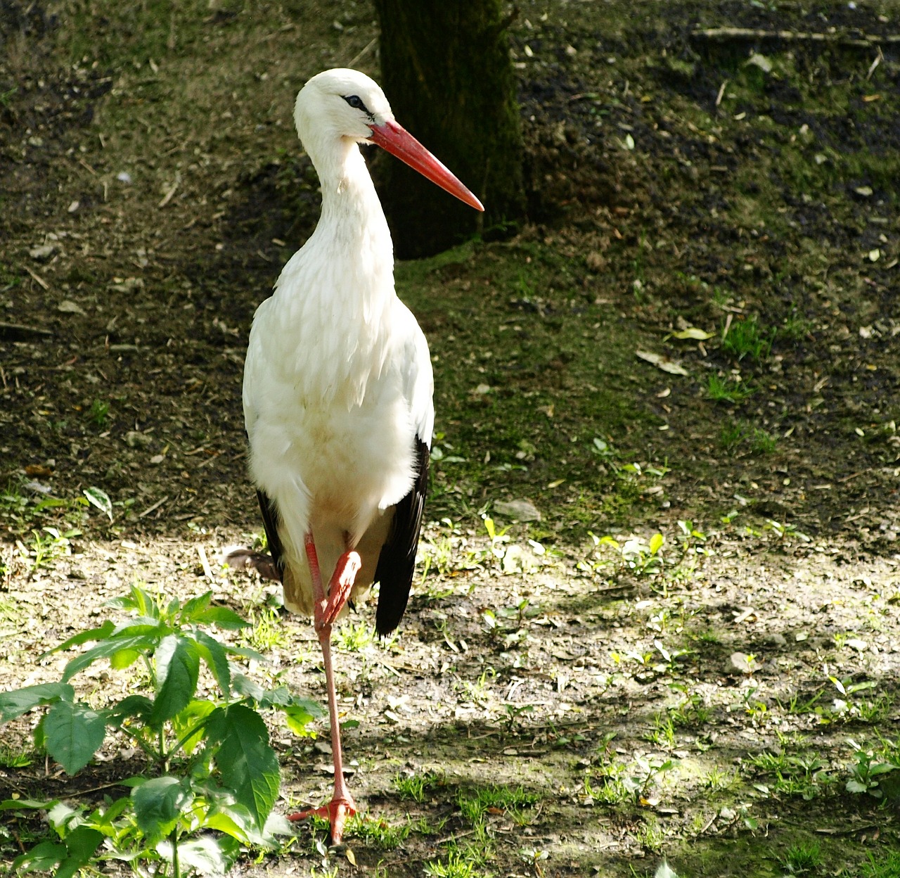 stork bird large beak free photo