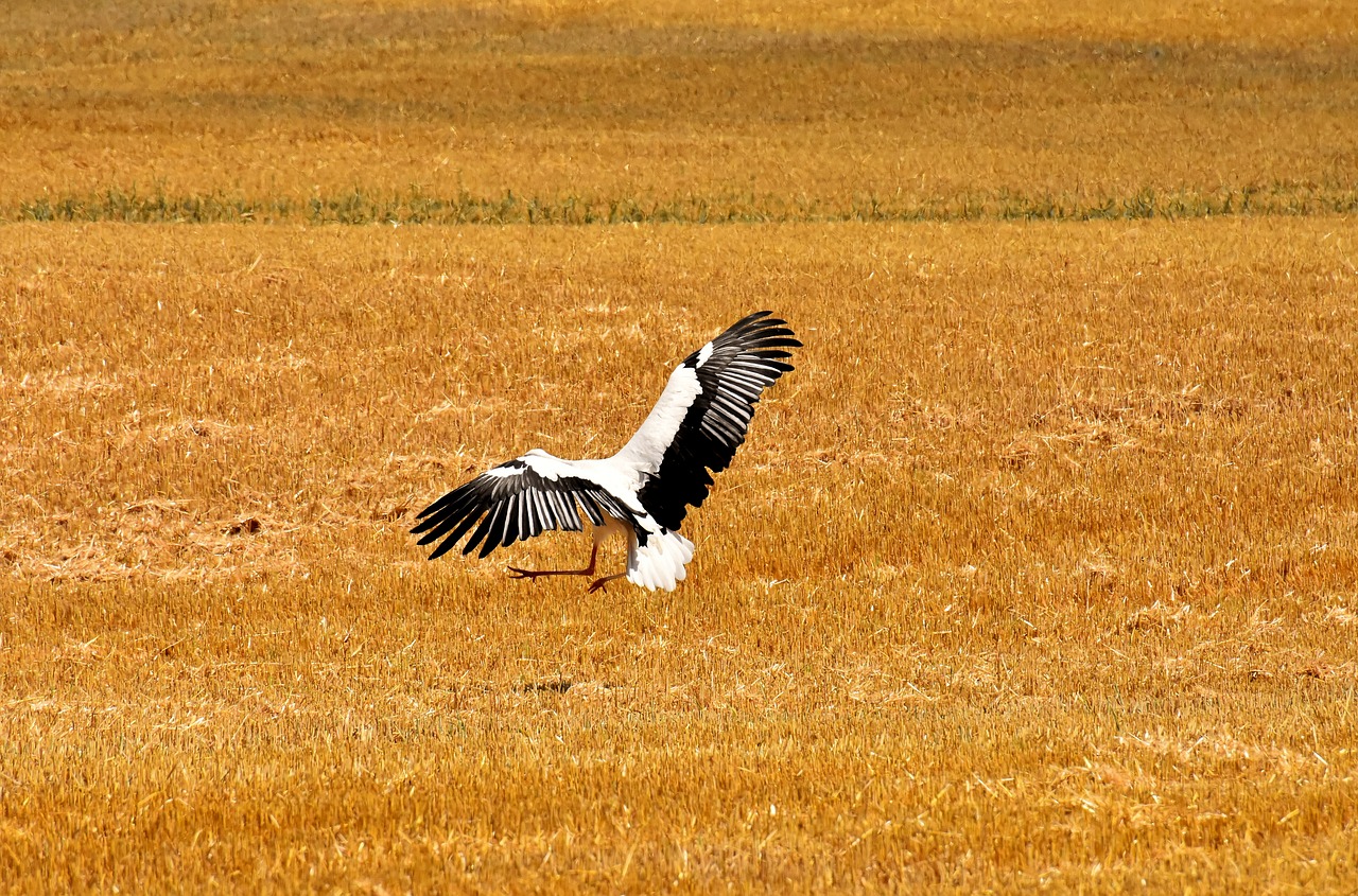 stork  flying  field free photo