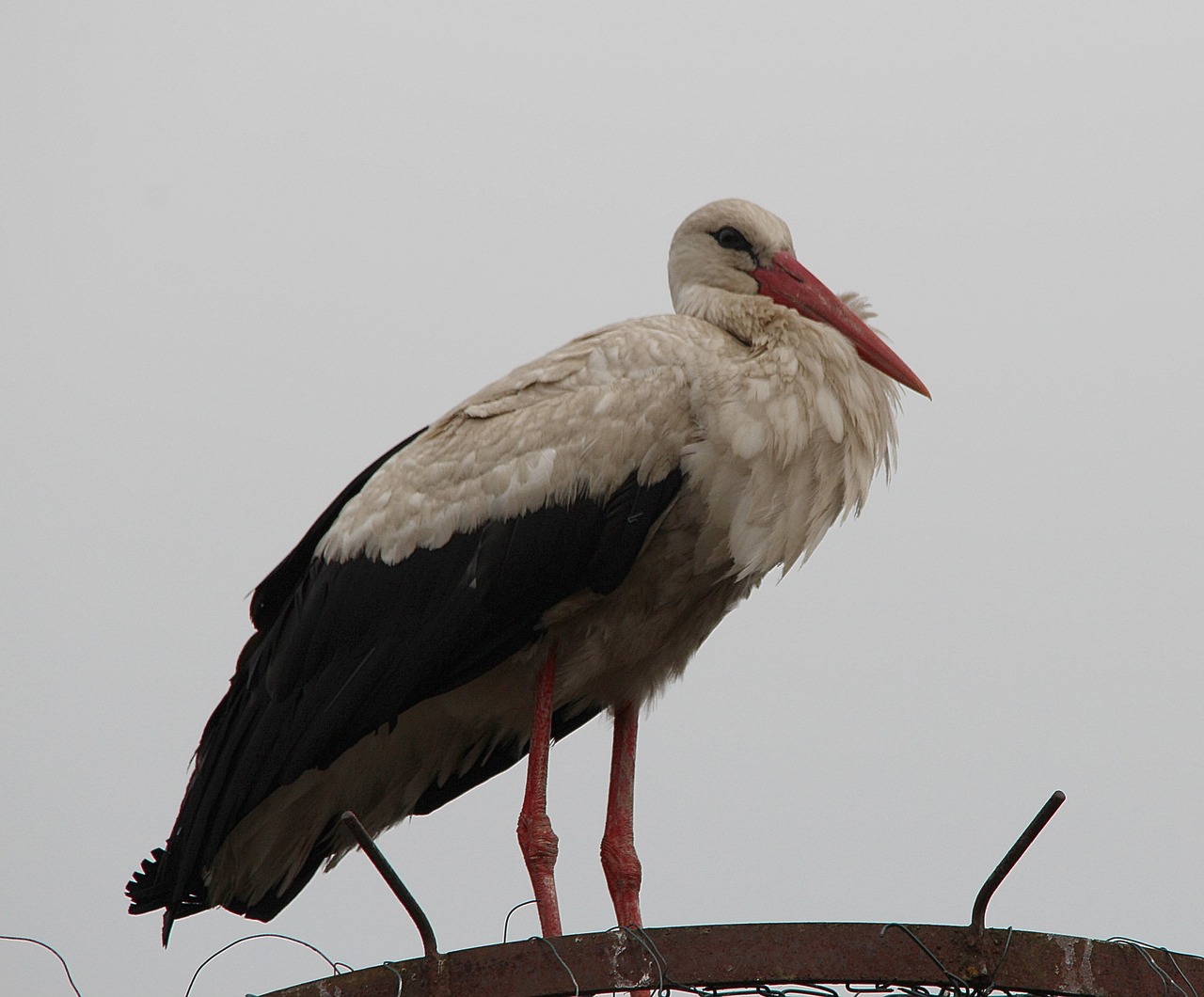 stork white stork storks free photo