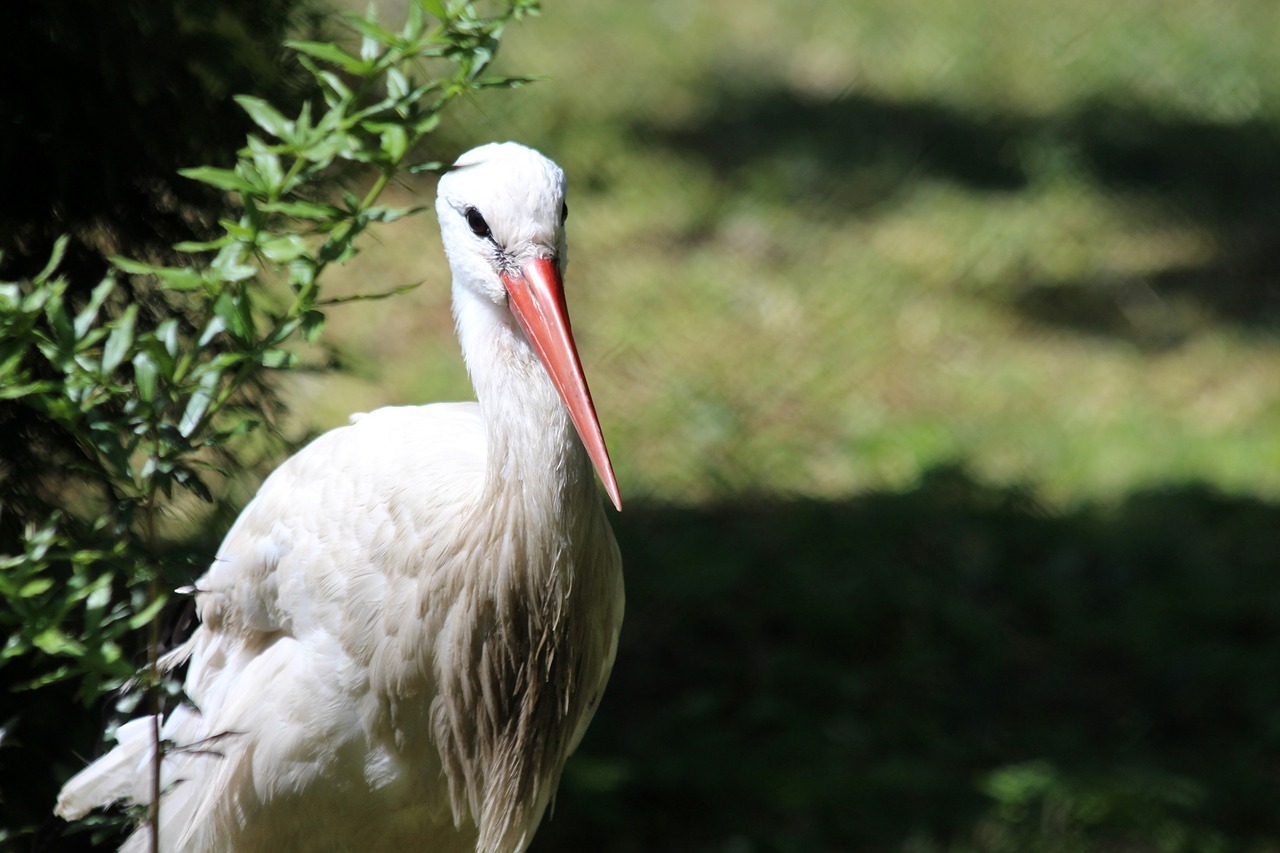 stork  white stork  bird free photo