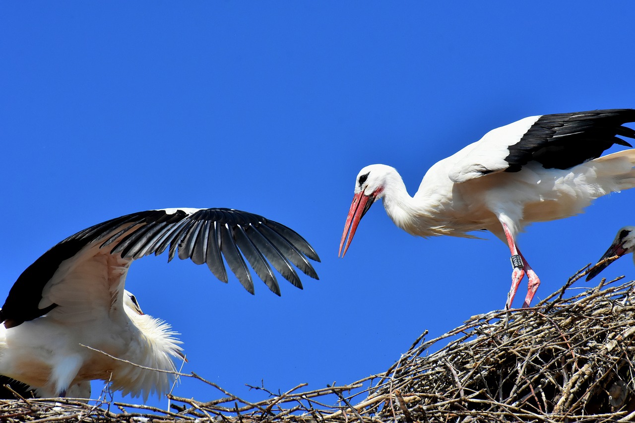 stork  flying  wing free photo