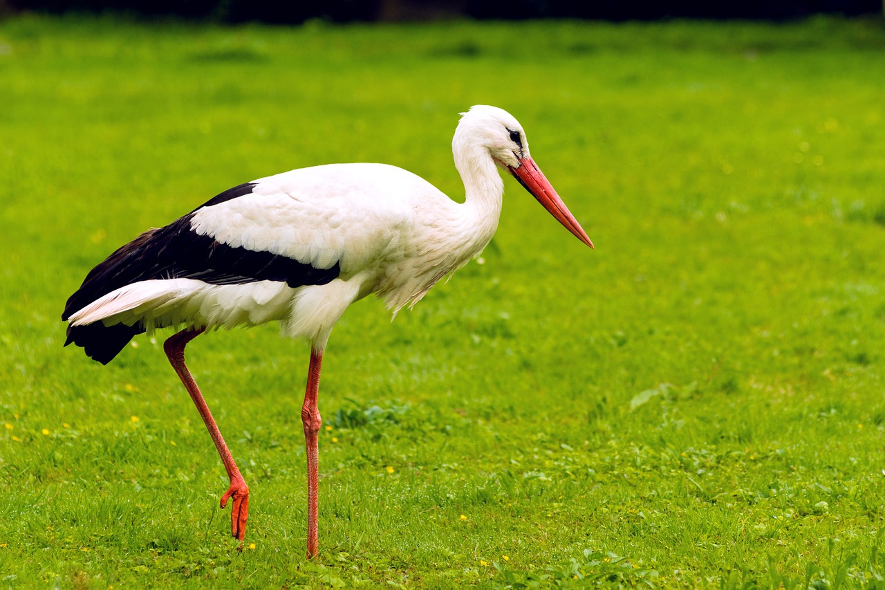 stork  green  nature free photo