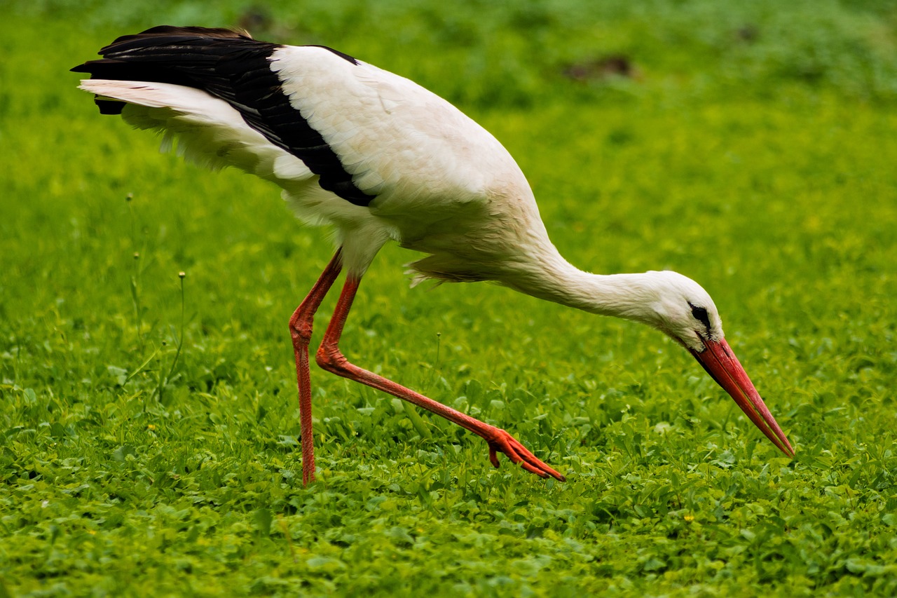 stork  green  nature free photo