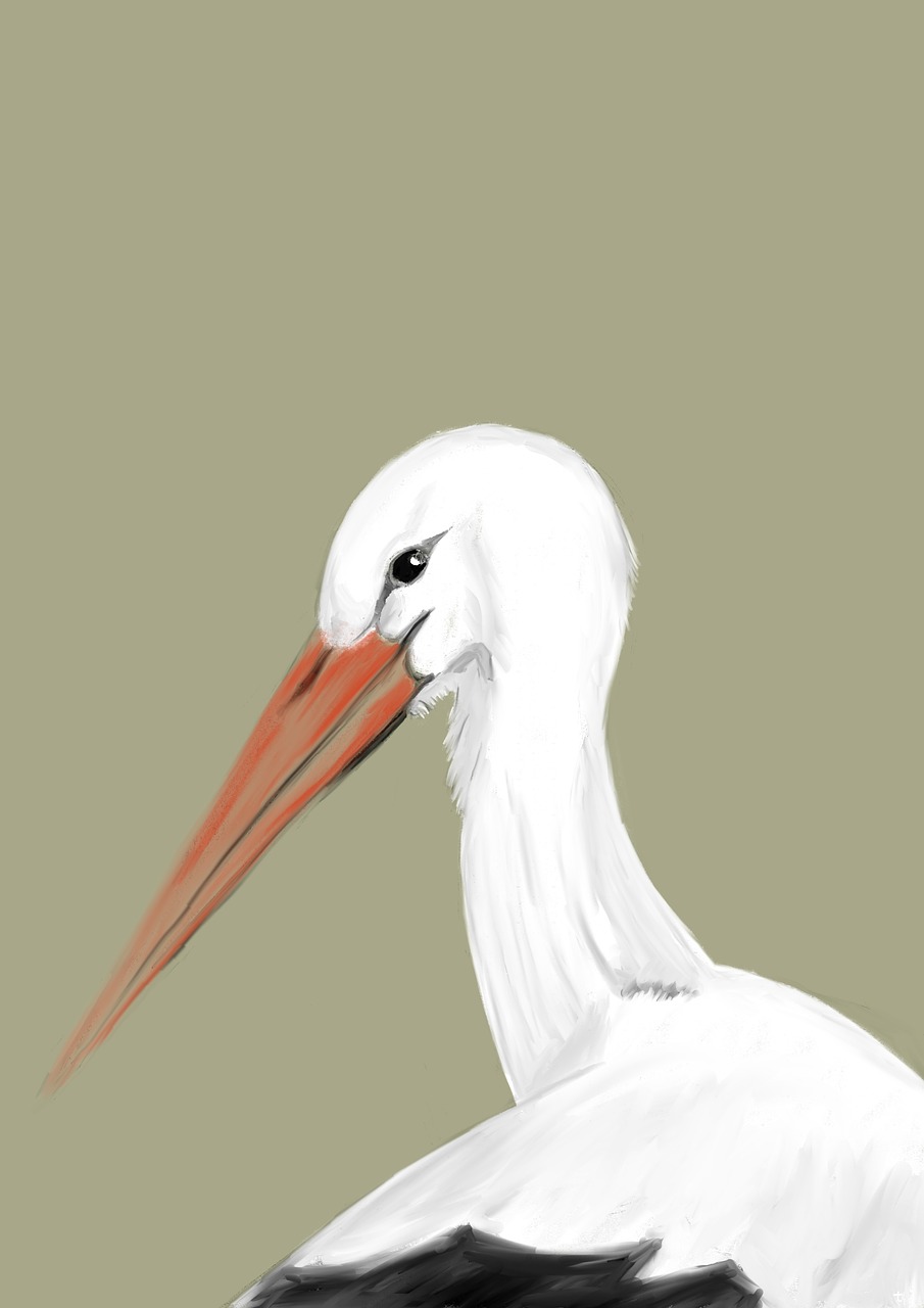 stork  bird  drawing free photo