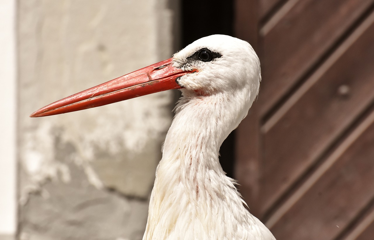 stork  wing  birds free photo