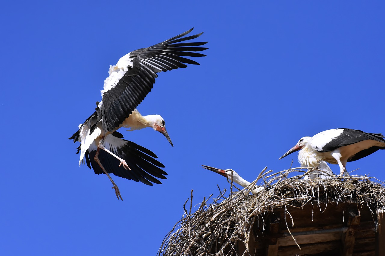 stork  young animals  flying free photo