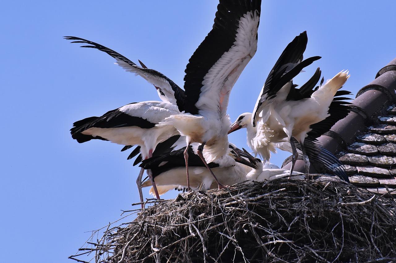 stork  feed  young animals free photo