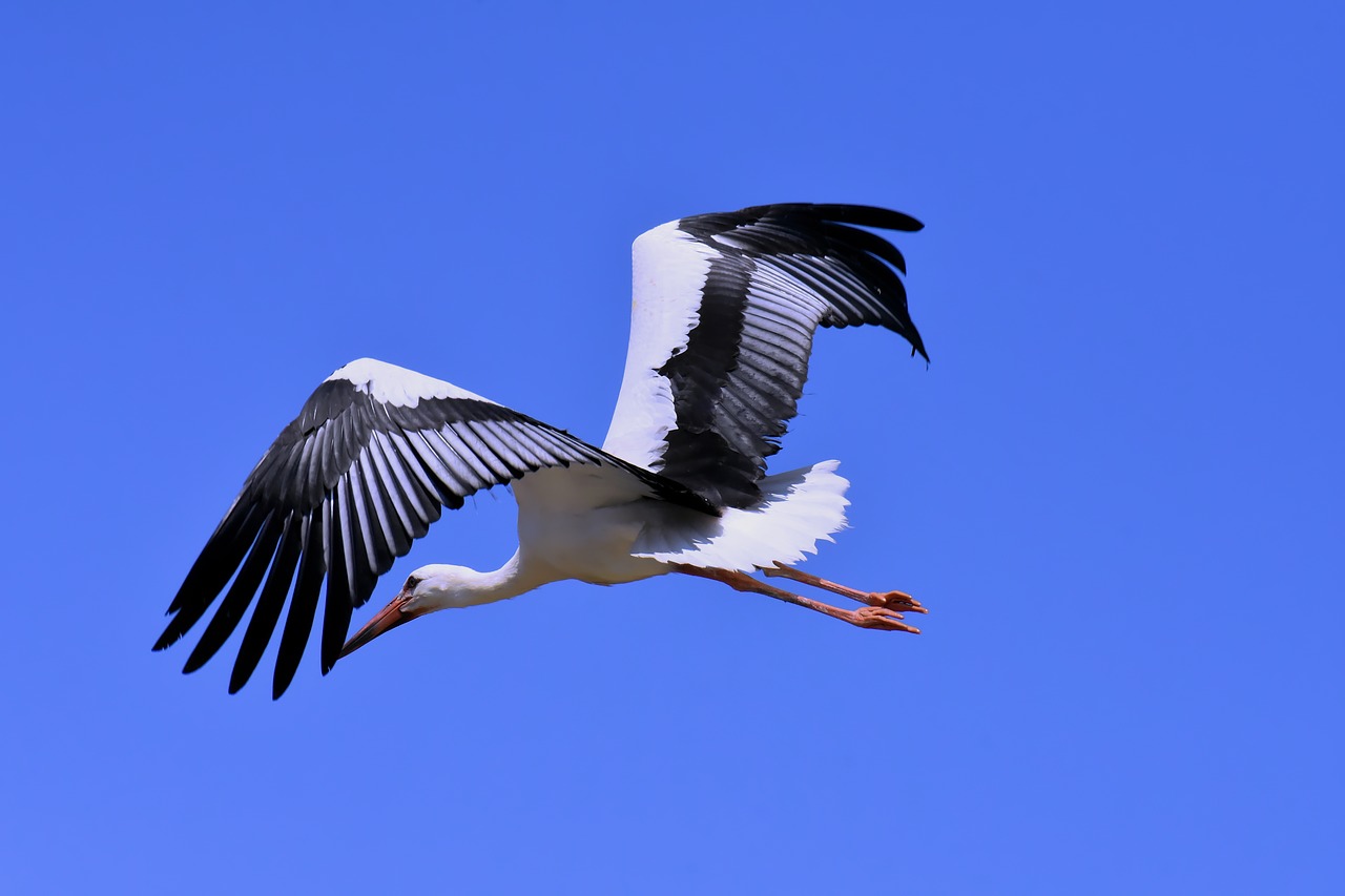 stork  flying  wing free photo