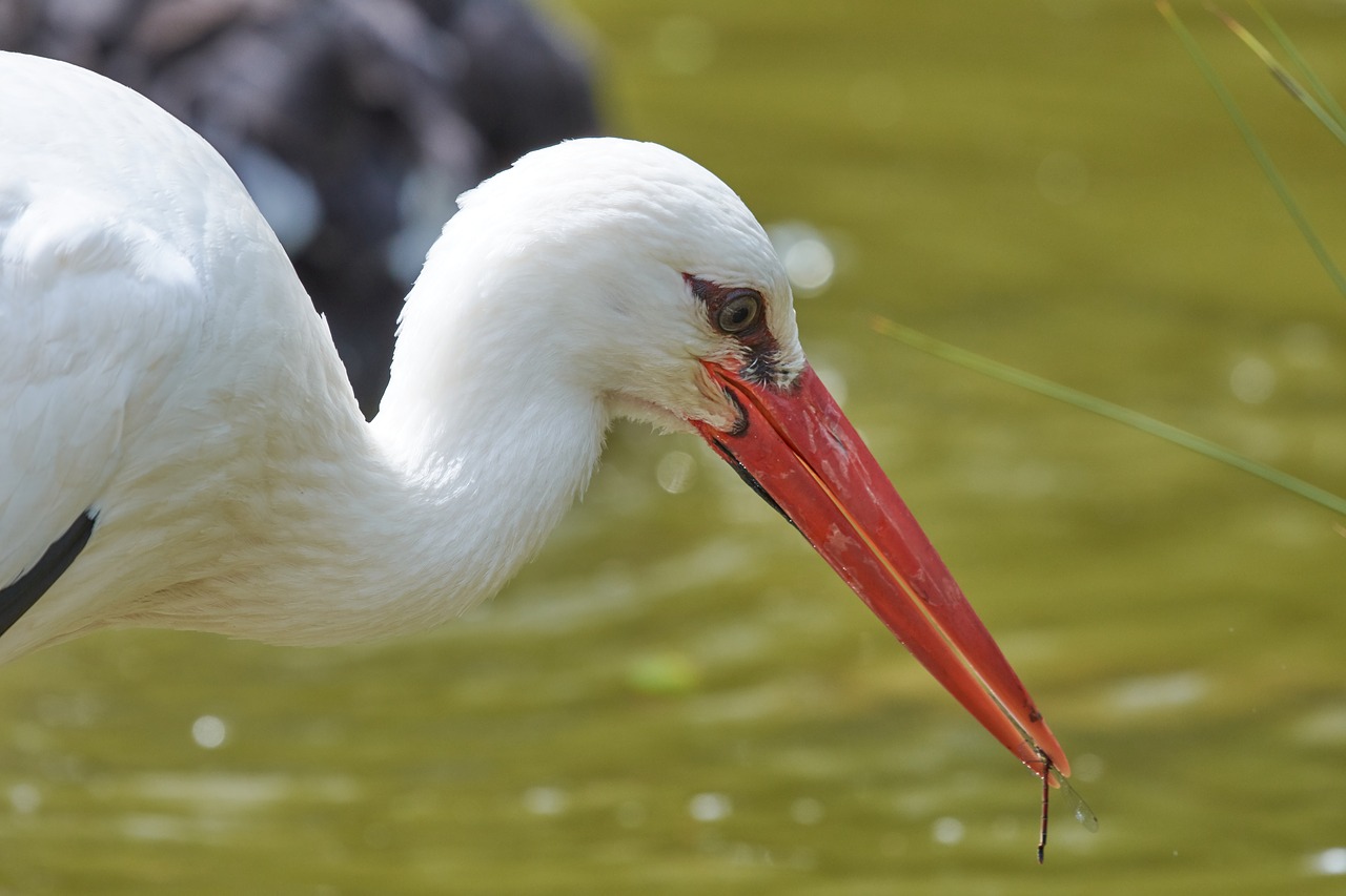 stork  hunt  water free photo