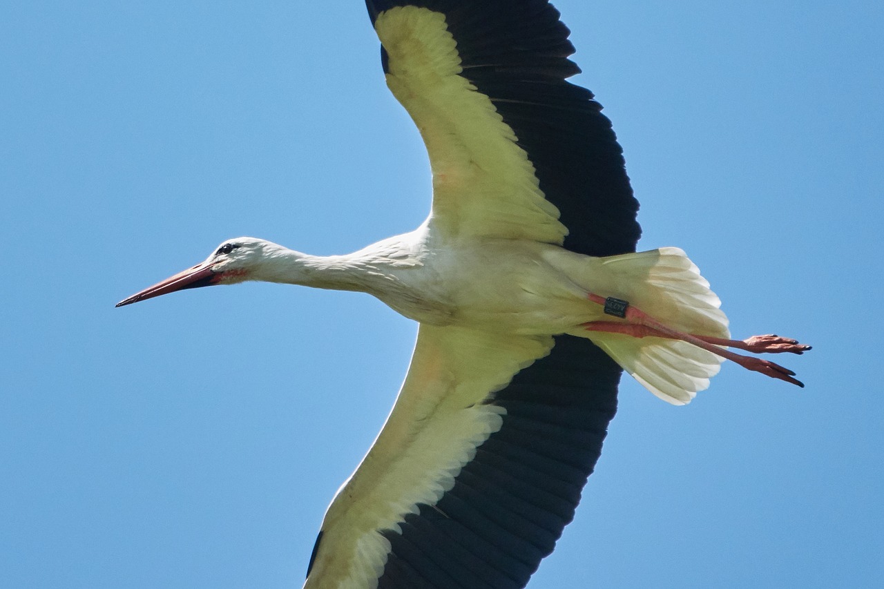 stork  flying  sky free photo