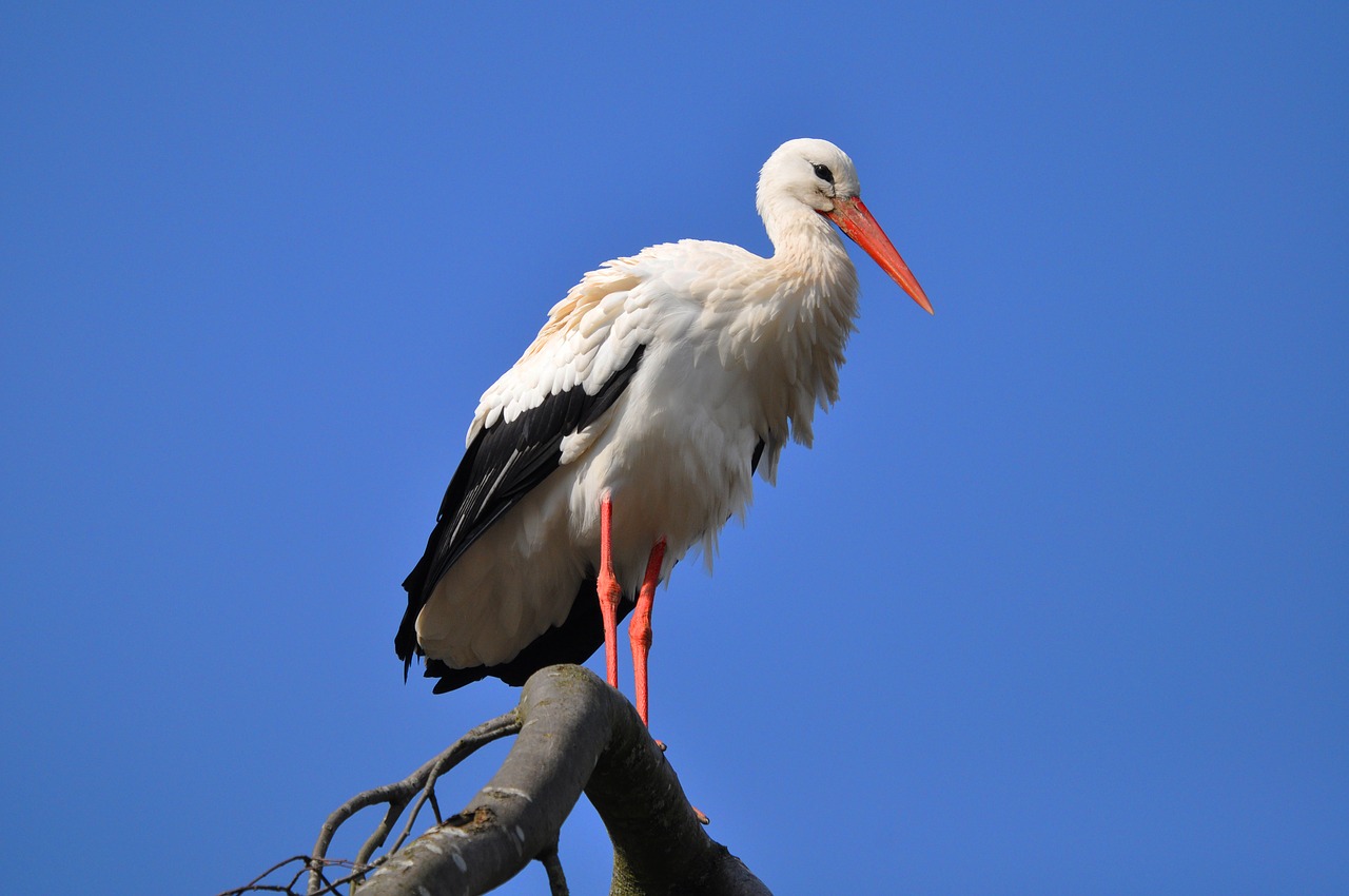 stork  wading bird  animal free photo