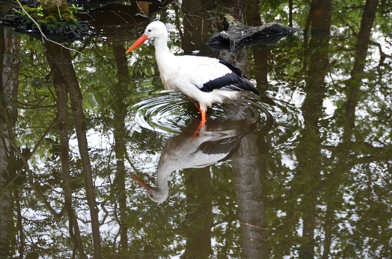 stork water swamp free photo