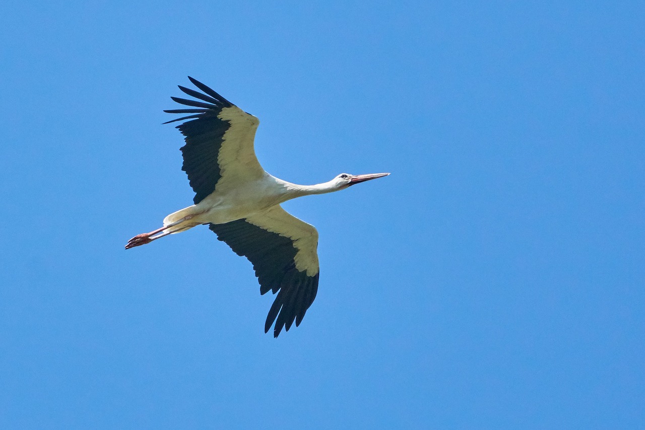 stork  flying  sky free photo