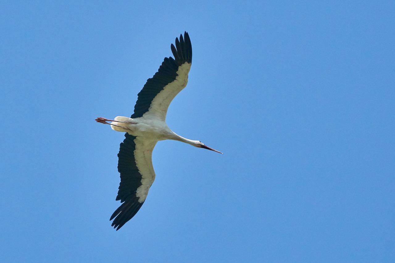 stork  flying  sky free photo