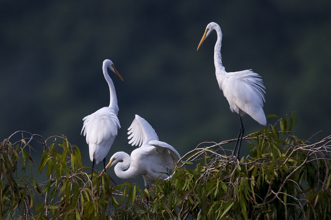 stork  white stork  van long van long nature reserve free photo