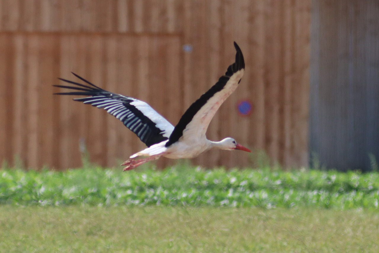 stork  flying  rattle stork free photo