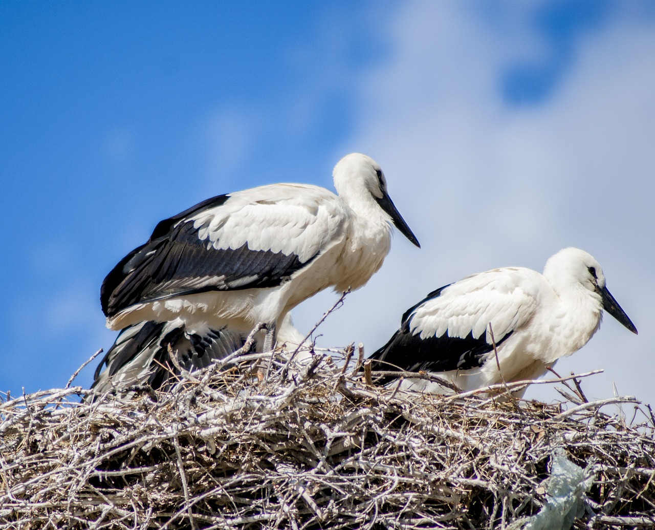 stork white stork nest free photo