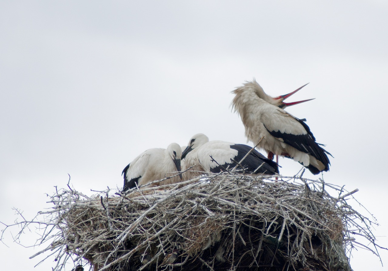 stork white stork birds free photo