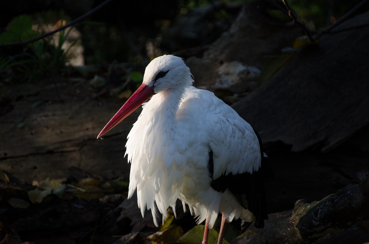 stork  zoo  bird free photo