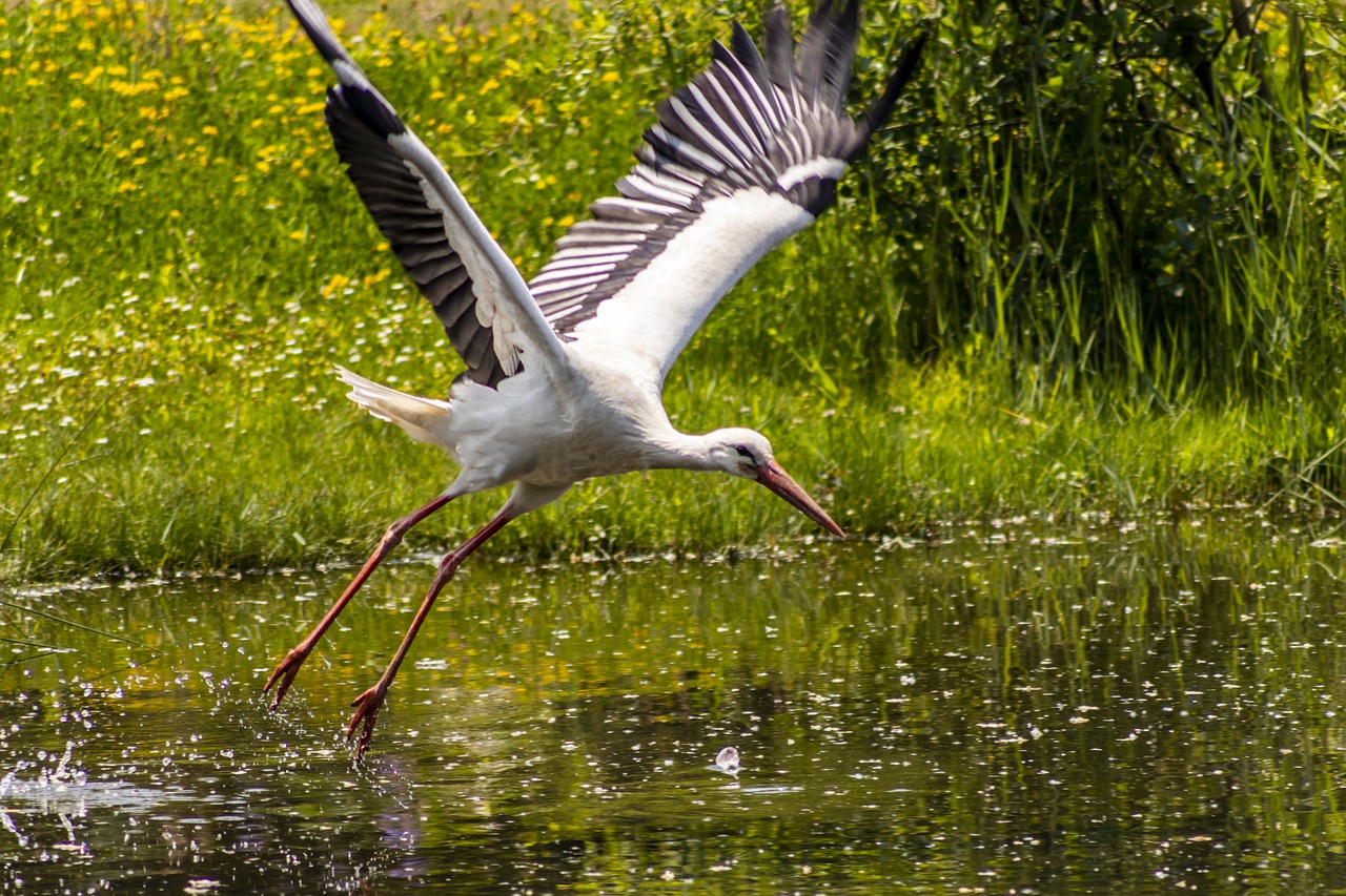 stork  flight  plumage free photo