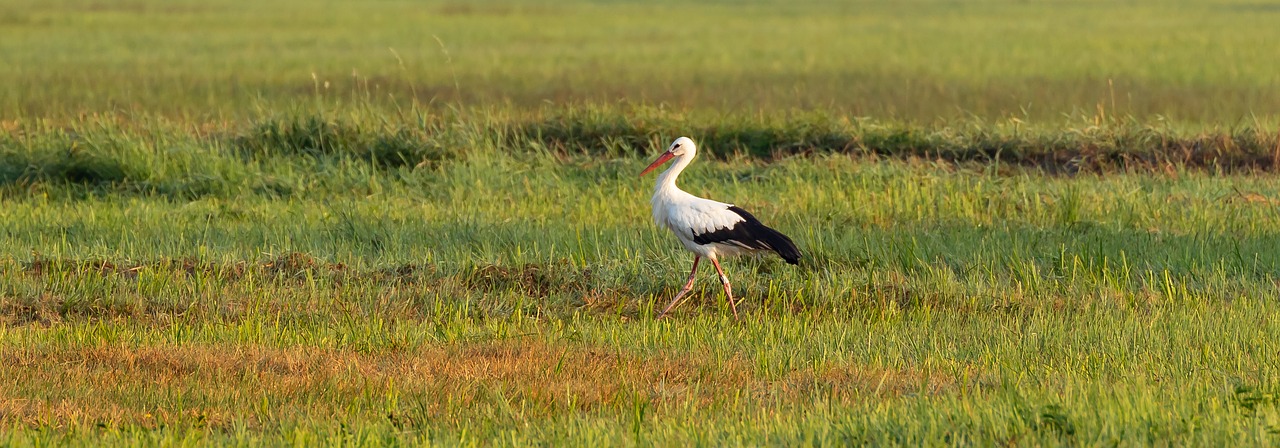 stork  white stork  ried reported free photo