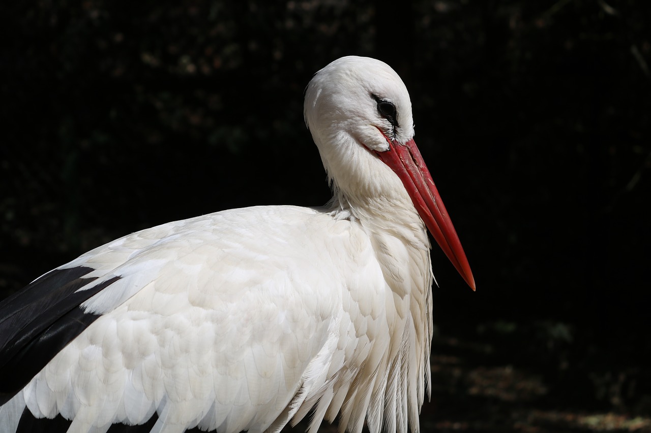 stork  animals  nature free photo