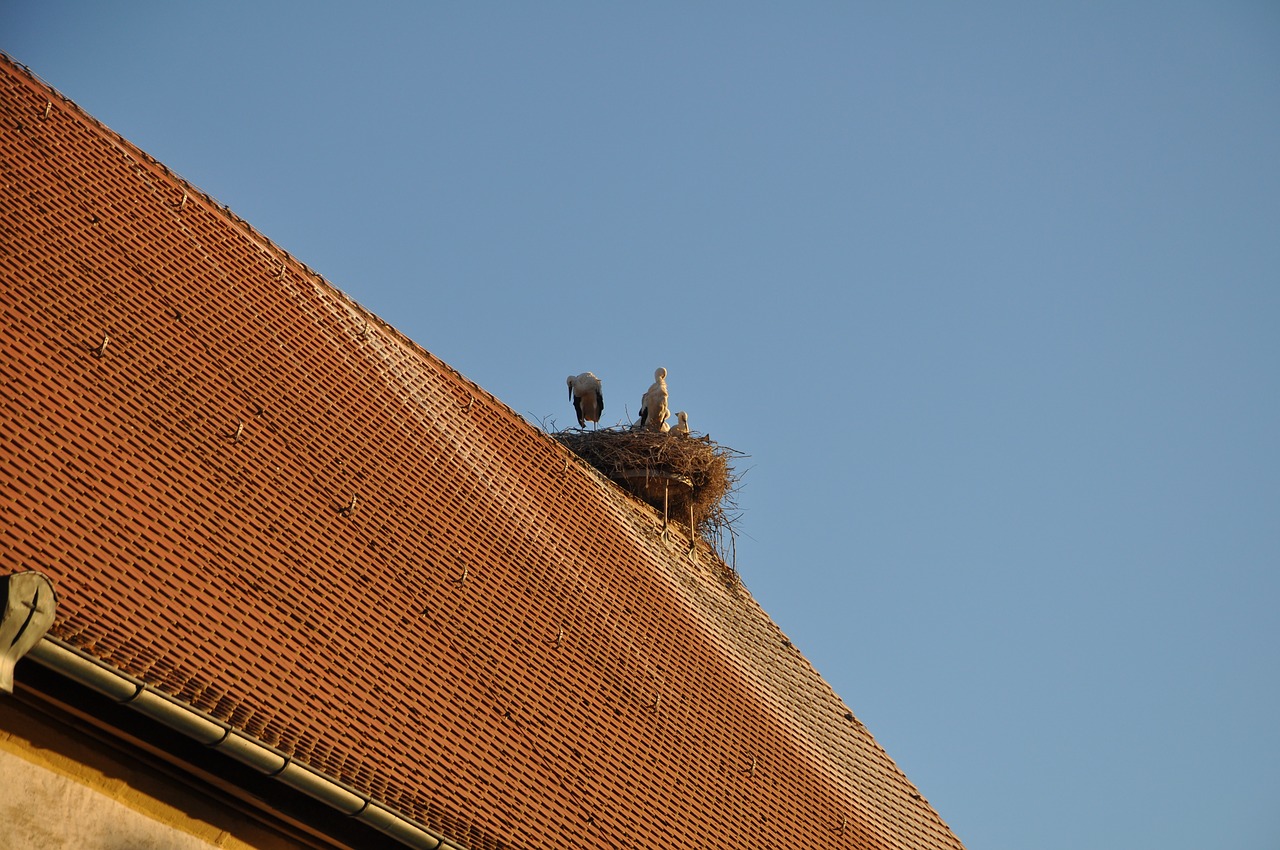 stork  sky  summer free photo