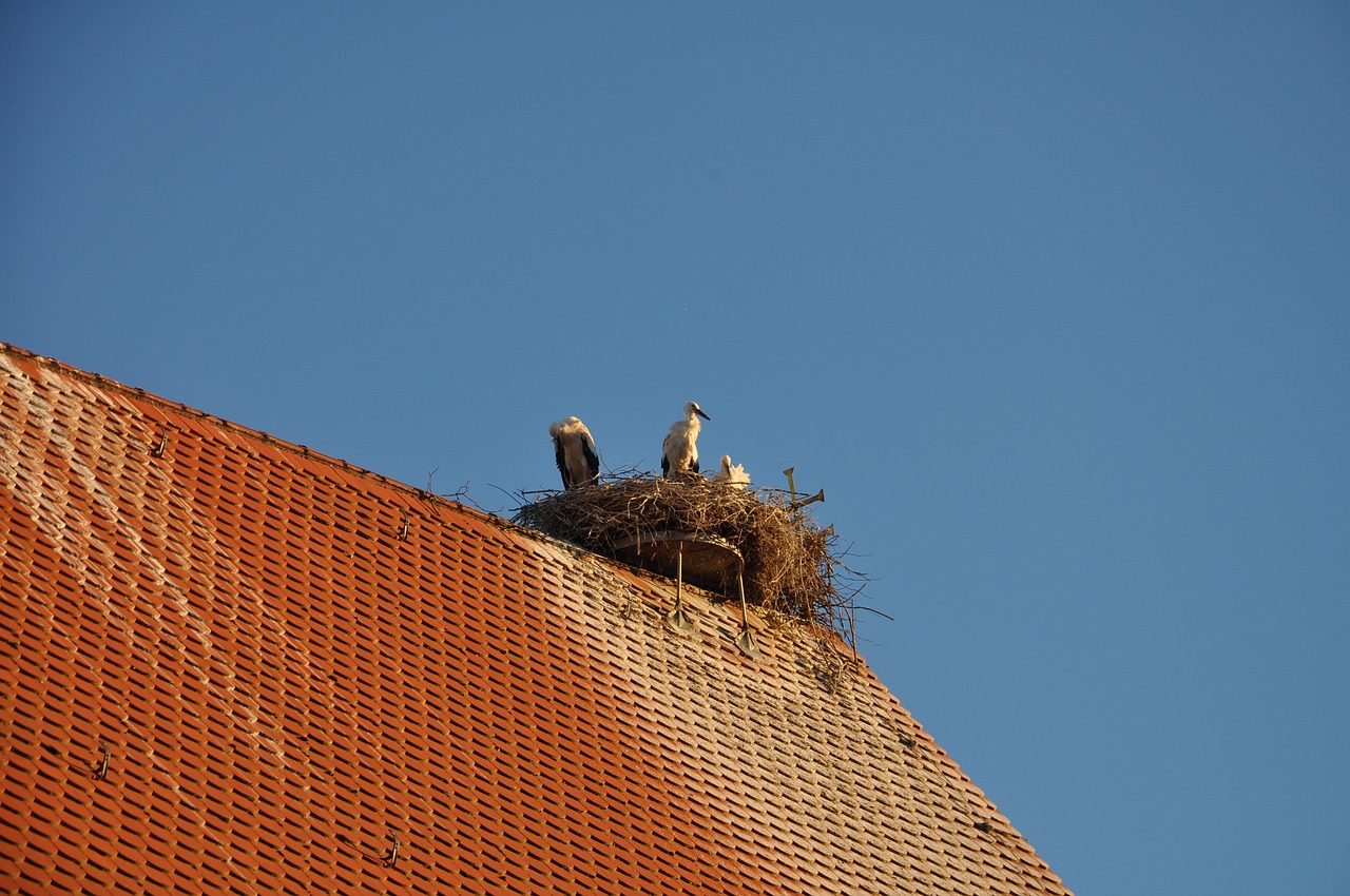 stork  sky  summer free photo