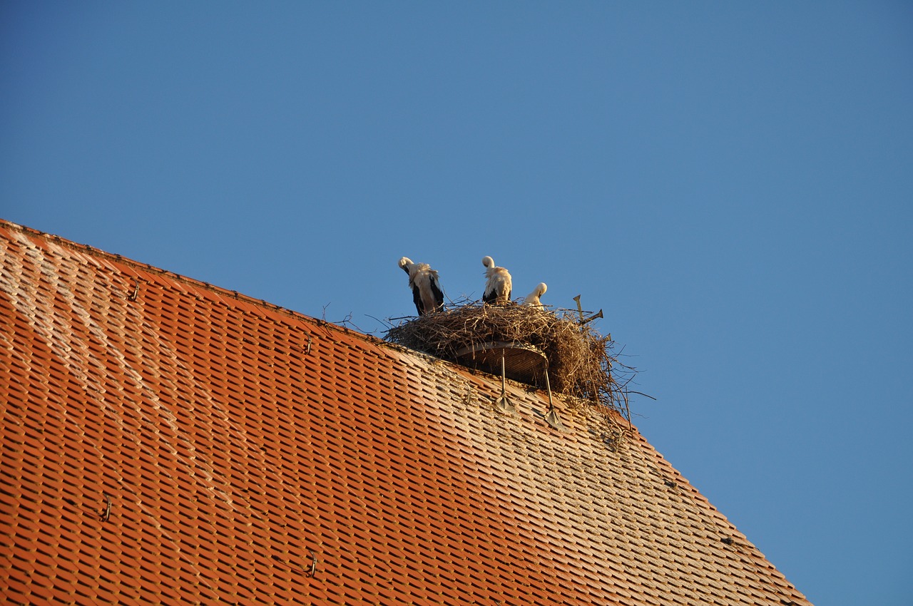 stork  sky  summer free photo