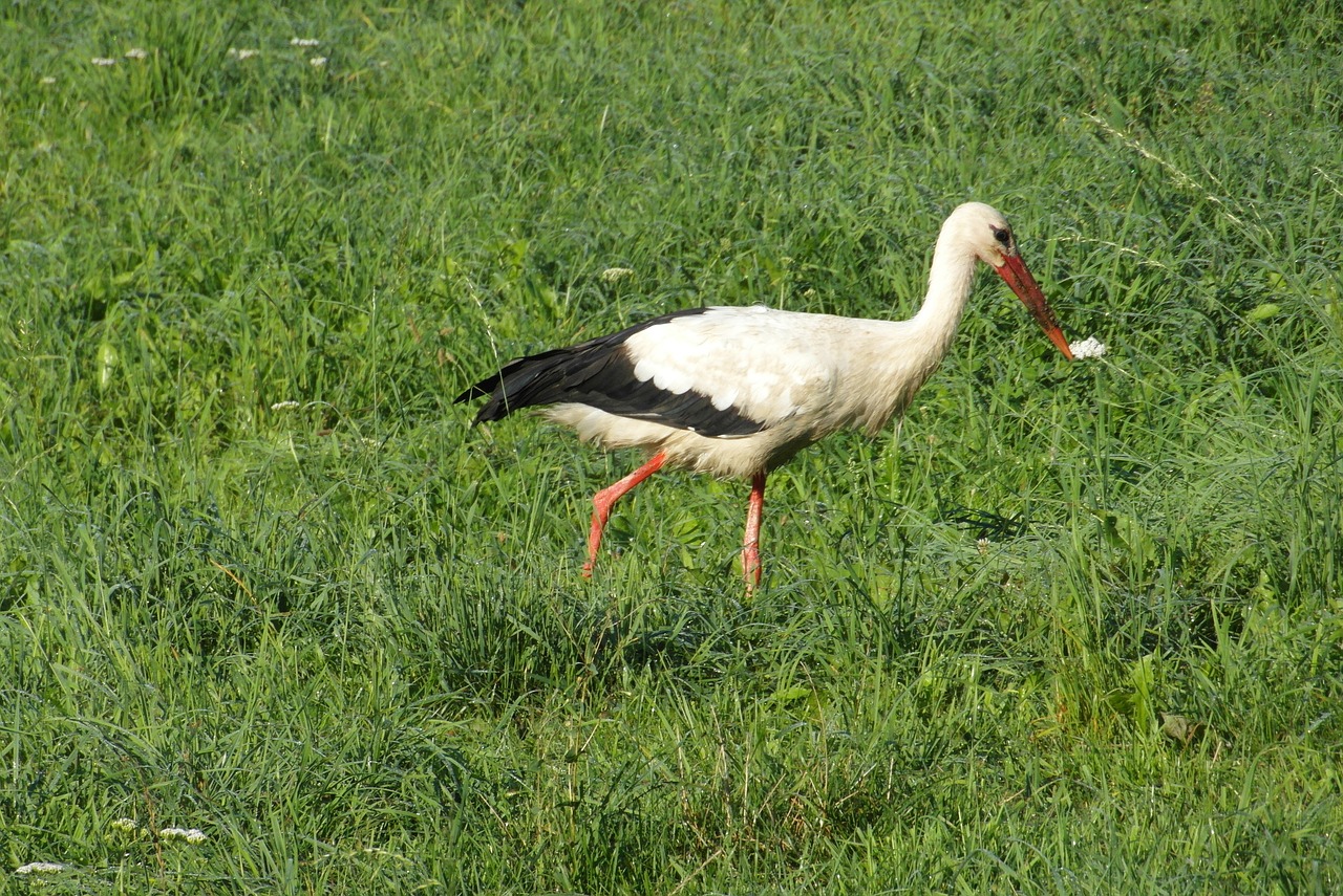 stork  meadow  bird free photo