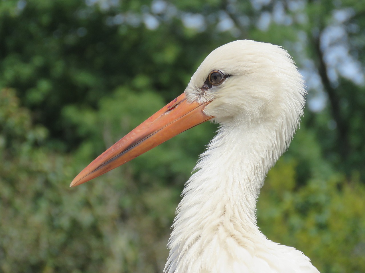 stork  birds  nature free photo