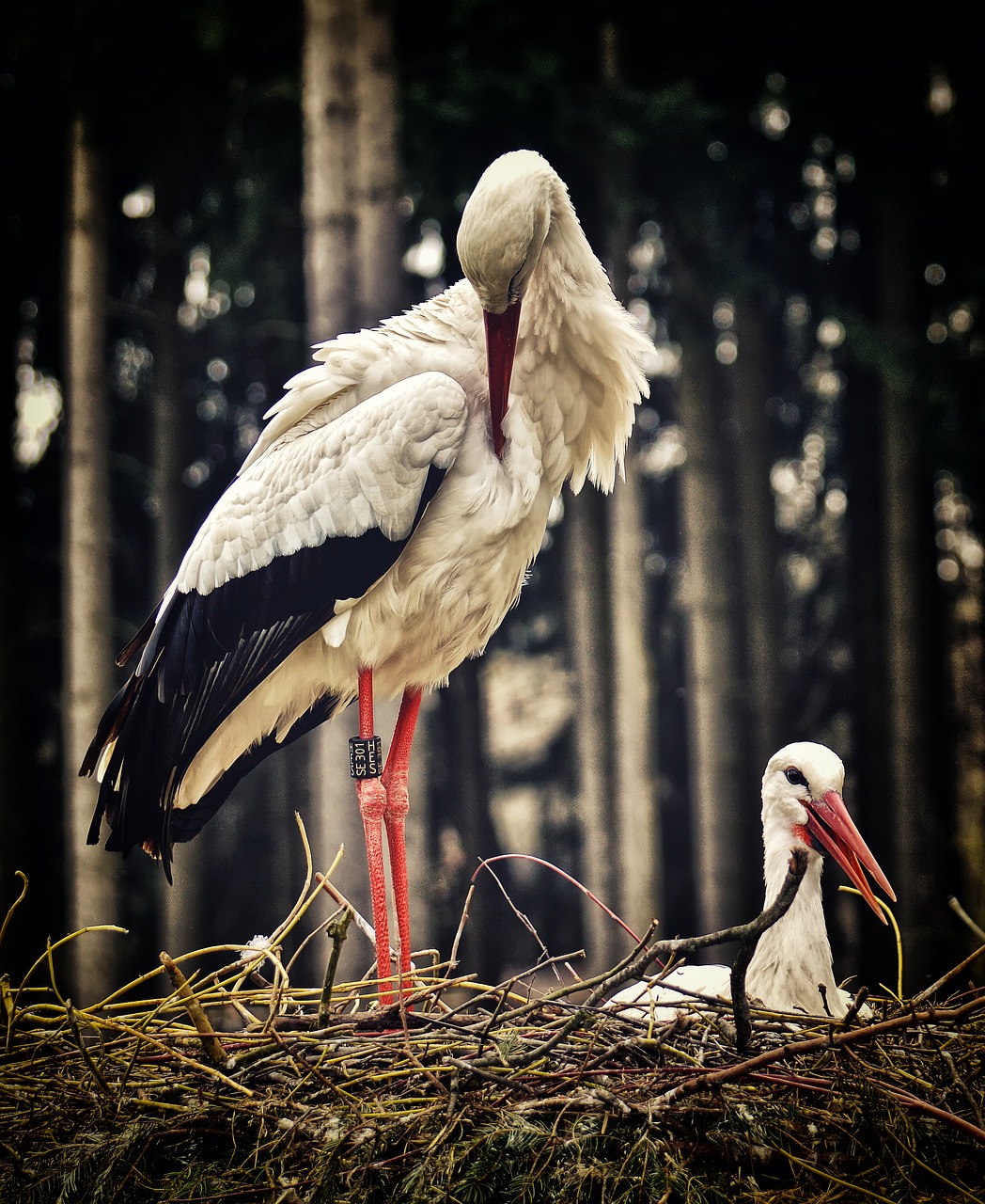 stork  nest building  pair free photo